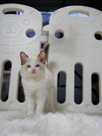 Ragdoll ระดับสีตา deep blue รูปที่ 12