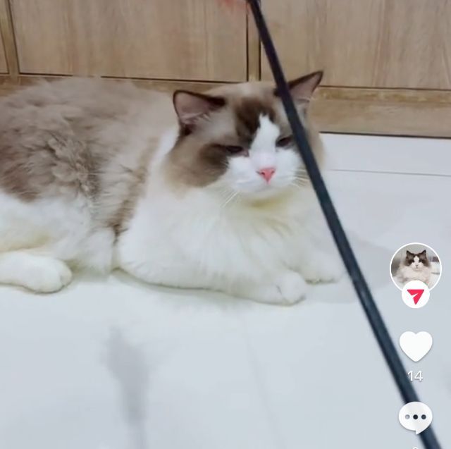 Ragdoll ระดับสีตา deep blue รูปที่ 13