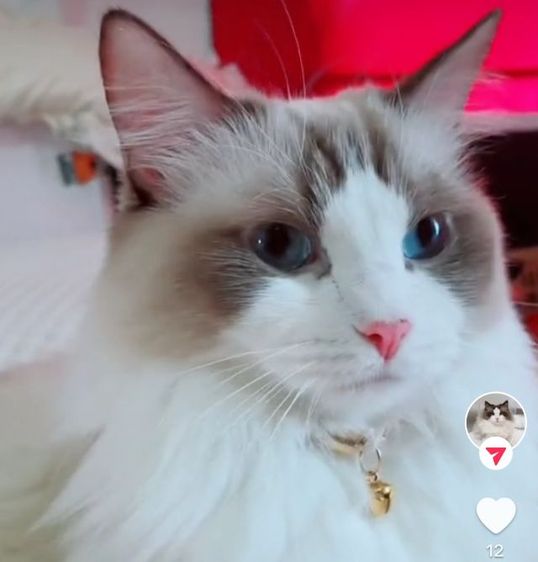 Ragdoll ระดับสีตา deep blue รูปที่ 16