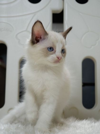 Ragdoll ระดับสีตา deep blue รูปที่ 2