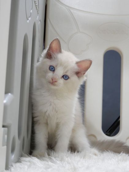 Ragdoll ระดับสีตา deep blue รูปที่ 7
