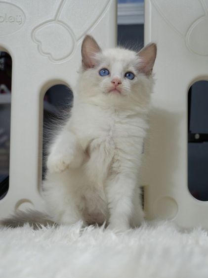 Ragdoll ระดับสีตา deep blue รูปที่ 4