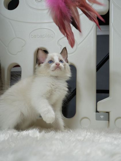Ragdoll ระดับสีตา deep blue รูปที่ 3