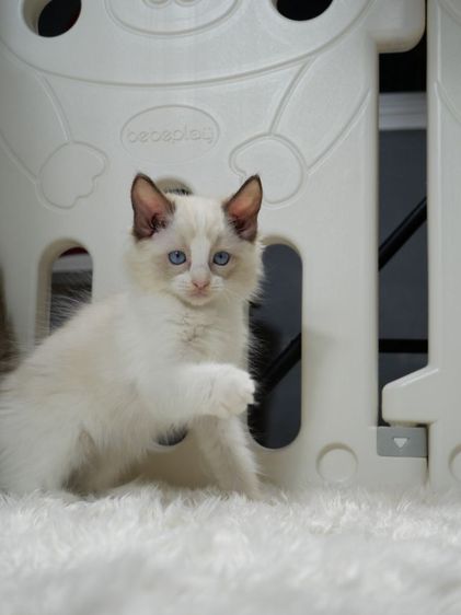 Ragdoll ระดับสีตา deep blue รูปที่ 8