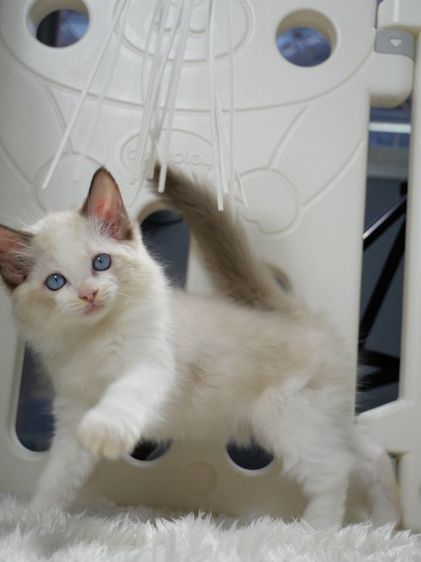 Ragdoll ระดับสีตา deep blue รูปที่ 10