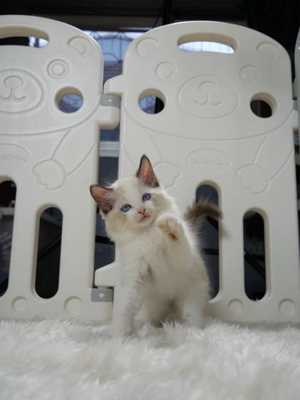 Ragdoll ระดับสีตา deep blue รูปที่ 11