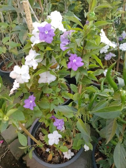 ต้นไม้จริง Tree2garden.com ขายต้นไม้  ชลบรี บางแสน ศีราชา พัทยา สัตหีบ ระยอง	