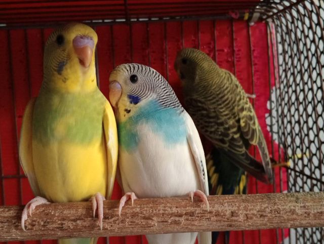 นกหงส์หยกสวย