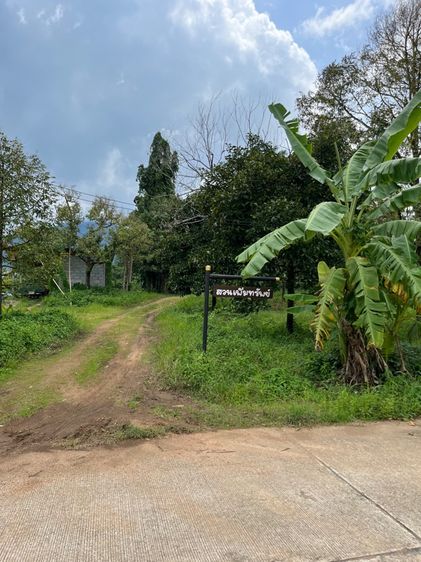 สวนผลไม้ผสม รูปที่ 2