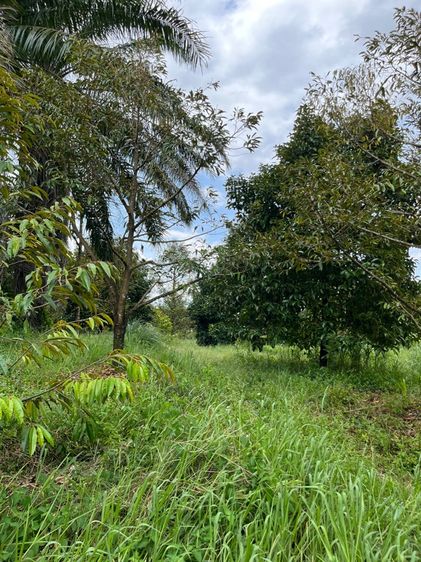 สวนผลไม้ผสม รูปที่ 4