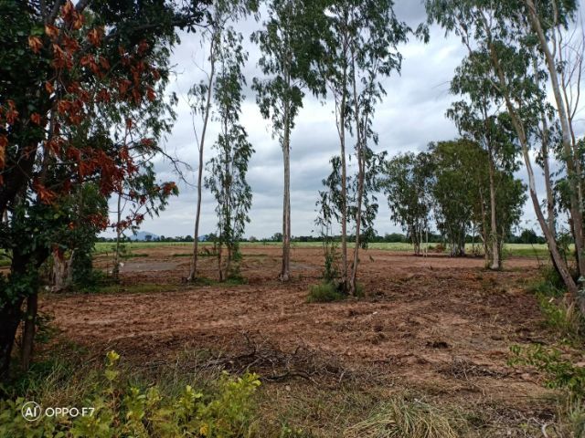 ไม่ใช่ ที่ดินราคาถูก31ไร่เศษ ตาคลี นครสวรรค์ รูปที่ 2