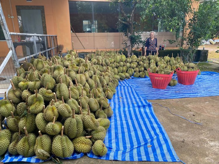 ขายสวนทุเรียน จันทบุรี 51ไร่ รูปที่ 2