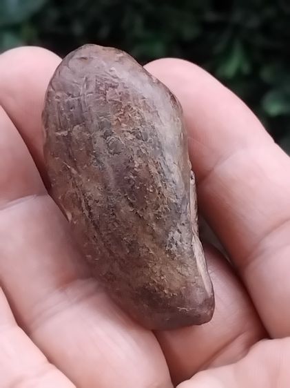 คต ผลไม้ ลูกยาวรี มีเส้นขอบ รอยขั้วของผล สวยงาม เนื้อแข็ง แห้ง เหี่ยว ปริราน ผิวสีเขียวอมน้ำตาล ขนาดใหญ่ มีน้ำหนัก กลายเป็นหินชัดเจนมากๆ เก่