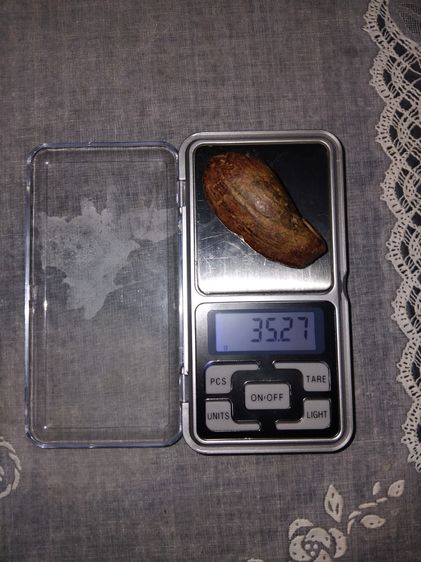 คต ผลไม้ ลูกยาวรี มีเส้นขอบ รอยขั้วของผล สวยงาม เนื้อแข็ง แห้ง เหี่ยว ปริราน ผิวสีเขียวอมน้ำตาล ขนาดใหญ่ มีน้ำหนัก กลายเป็นหินชัดเจนมากๆ เก่ รูปที่ 8