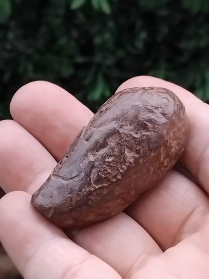 คต ผลไม้ ลูกยาวรี มีเส้นขอบ รอยขั้วของผล สวยงาม เนื้อแข็ง แห้ง เหี่ยว ปริราน ผิวสีเขียวอมน้ำตาล ขนาดใหญ่ มีน้ำหนัก กลายเป็นหินชัดเจนมากๆ เก่ รูปที่ 6