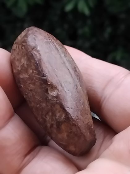 คต ผลไม้ ลูกยาวรี มีเส้นขอบ รอยขั้วของผล สวยงาม เนื้อแข็ง แห้ง เหี่ยว ปริราน ผิวสีเขียวอมน้ำตาล ขนาดใหญ่ มีน้ำหนัก กลายเป็นหินชัดเจนมากๆ เก่ รูปที่ 4