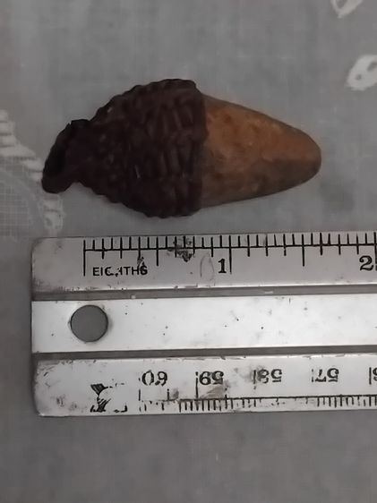 คตดักแด้ ขนาดยาวรี มีเส้นขอบ เนื้อแข็ง แห้ง เหี่ยว ปริราน ผิวสีเขียวอมน้ำตาล ขนาดใหญ่ มีน้ำหนัก กลายเป็นหินชัดเจนมากๆ เก่า เนื้อแข็ง อายุหลา รูปที่ 6