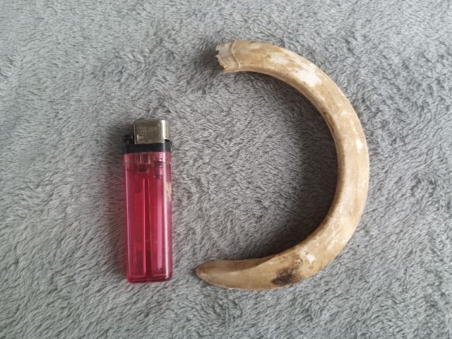 เขี้ยวหมูป่า รูปที่ 9