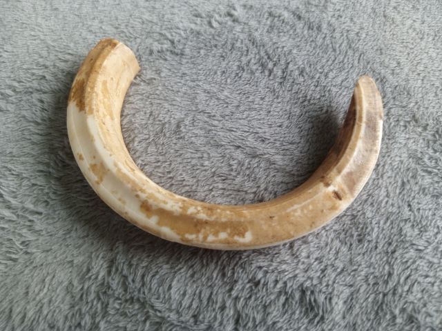 เขี้ยวหมูป่า รูปที่ 6