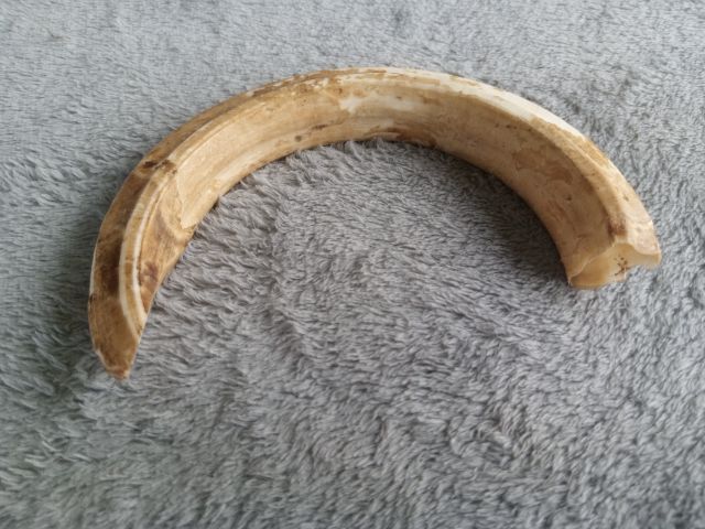 เขี้ยวหมูป่า รูปที่ 7