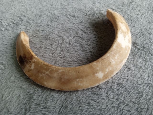 เขี้ยวหมูป่า รูปที่ 2