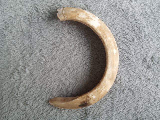 เขี้ยวหมูป่า