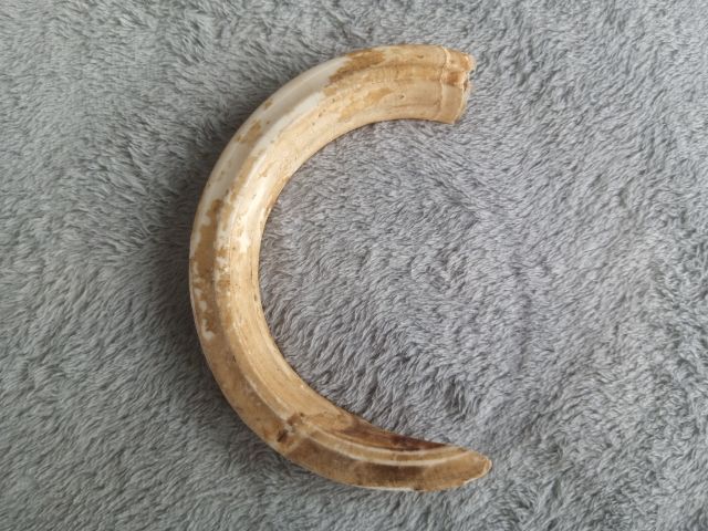 เขี้ยวหมูป่า รูปที่ 5