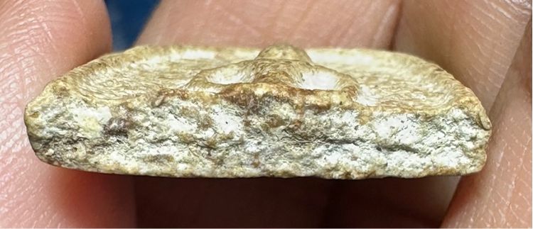 🙏ชิ้นส่วนพระสมเด็จ เนื้อก้นครกแก่มวลสาร🙏พระสมเด็จลงชาด ทอง องค์ละ1250 รูปที่ 6