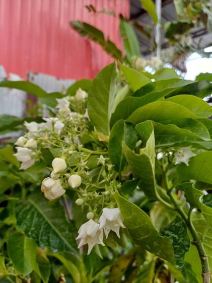 ต้นไม้จริง ขายต้นไม้หอม ดอกหอม ชลบรี บางแสน ศีราชา พัทยา สัตหีบ ระยอง  Tree2garden.com	