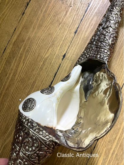 หอยสังข์  เวียนขวาหุ้มกะไหล่เงินขอนใหญ่A6 รูปที่ 15