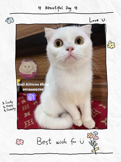 สก็อตติช โฟลด์ (Scottish Fold) แมววัยรุ่นสก็อตติชโฟลด์