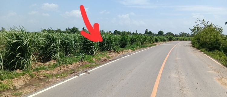 ไม่ใช่ ขายที่ดิน 39ไร่ 84 ตร.วา (ไร่ละ 550,000 บาท) ติดถนนลาดยาง หนองกระทุ่ม กำแพงแสน รูปที่ 2