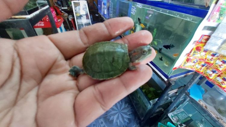 เต่าญี่ปุ่น รูปที่ 2