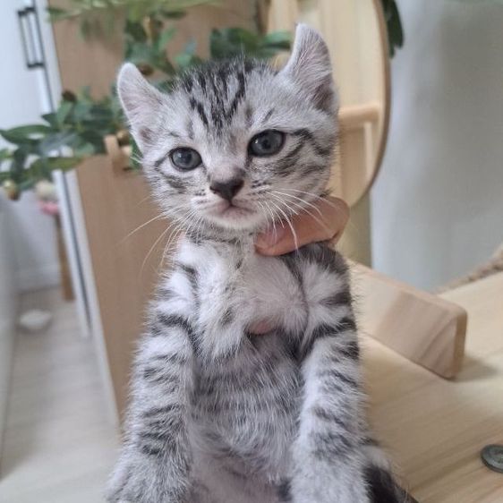 อเมริกันเคิร์ล