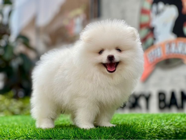 ปอมเมอร์เรเนียน แท้  ไซส์เล็ก