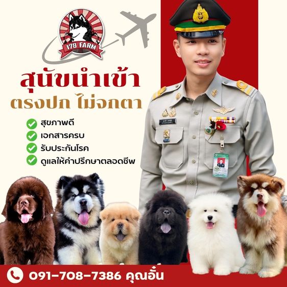 ปอมเมอร์เรเนียน แท้  ไซส์เล็ก รูปที่ 10