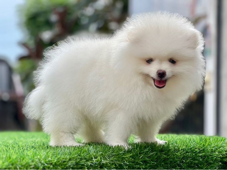 ปอมเมอร์เรเนียน แท้  ไซส์เล็ก รูปที่ 4