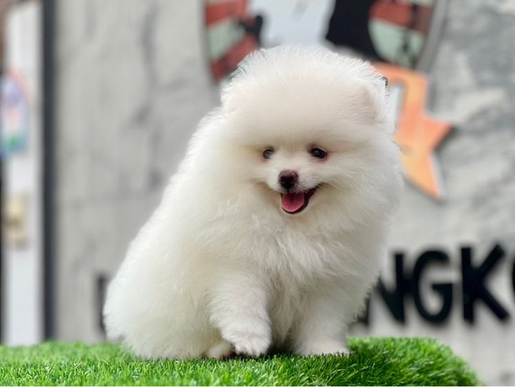 ปอมเมอร์เรเนียน แท้  ไซส์เล็ก รูปที่ 9