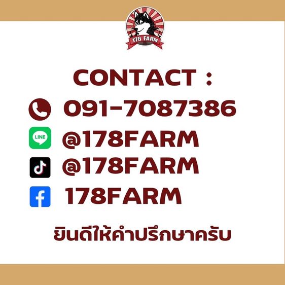 ปอมเมอร์เรเนียน แท้  ไซส์เล็ก รูปที่ 14