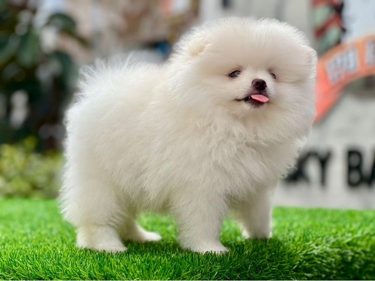 ปอมเมอร์เรเนียน แท้  ไซส์เล็ก รูปที่ 8