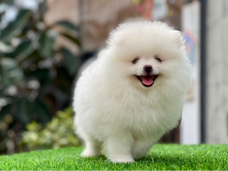 ปอมเมอร์เรเนียน แท้  ไซส์เล็ก รูปที่ 3