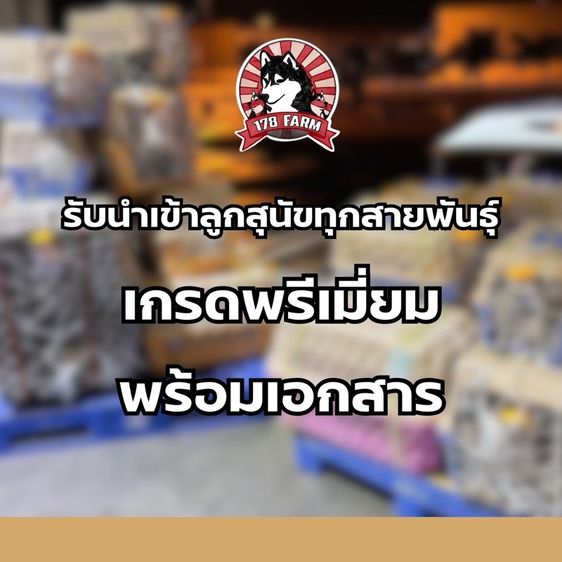 ปอมเมอร์เรเนียน แท้  ไซส์เล็ก รูปที่ 13