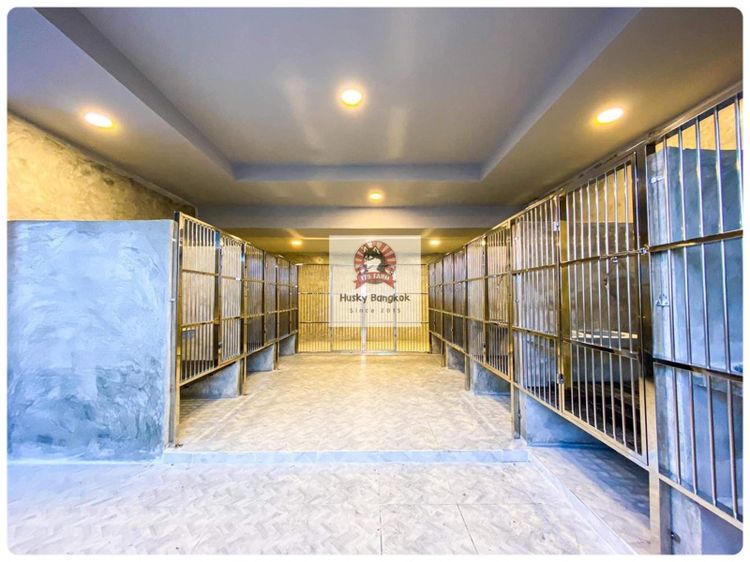 ปอมเมอร์เรเนียน แท้  ไซส์เล็ก รูปที่ 18