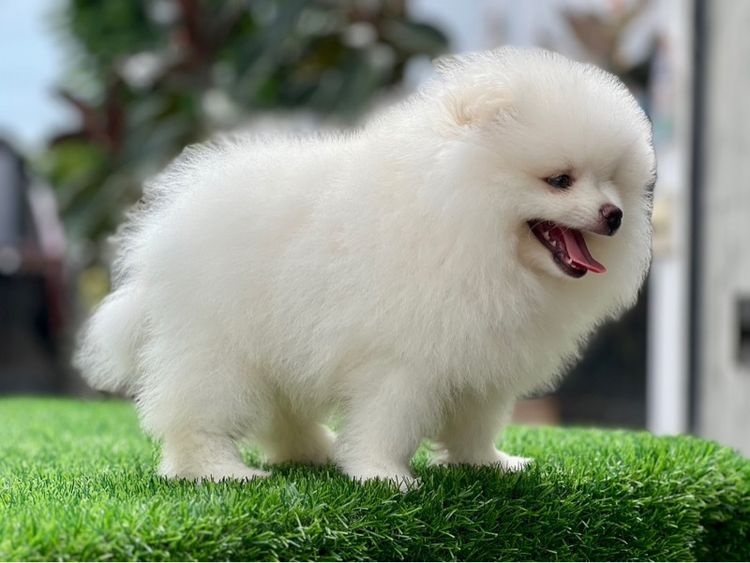 ปอมเมอร์เรเนียน แท้  ไซส์เล็ก รูปที่ 5