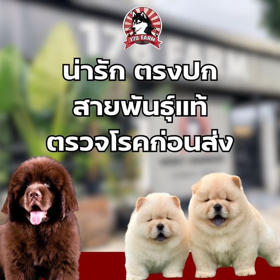 ปอมเมอร์เรเนียน แท้  ไซส์เล็ก รูปที่ 12