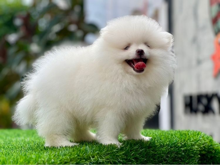 ปอมเมอร์เรเนียน แท้  ไซส์เล็ก รูปที่ 7