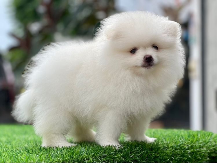 ปอมเมอร์เรเนียน แท้  ไซส์เล็ก รูปที่ 6