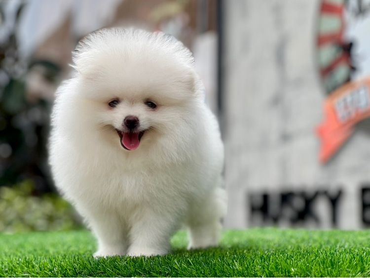 ปอมเมอร์เรเนียน แท้  ไซส์เล็ก รูปที่ 2