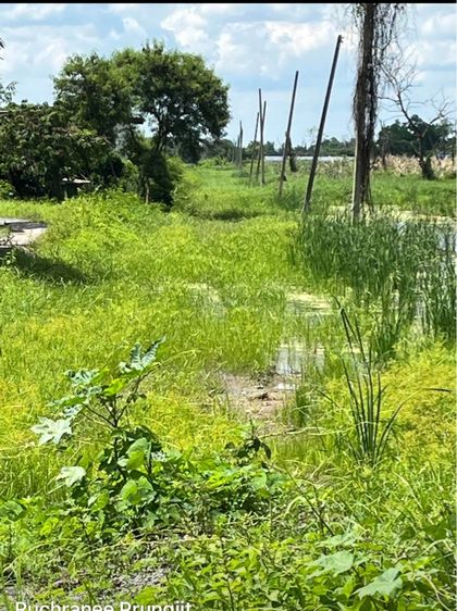   🌿📣 ขายที่ดินบึงสนั่น ธัญบุรี 1 ไร่ 3 งาน 70 ตร.วา (รวม 670 ตร.วา) ราคา 3.2ล้าน‼️ รูปที่ 4