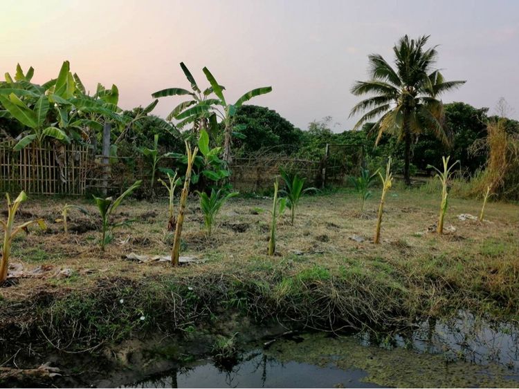 ที่ดินเปล่า 125 ตรว ลำพูน รูปที่ 2